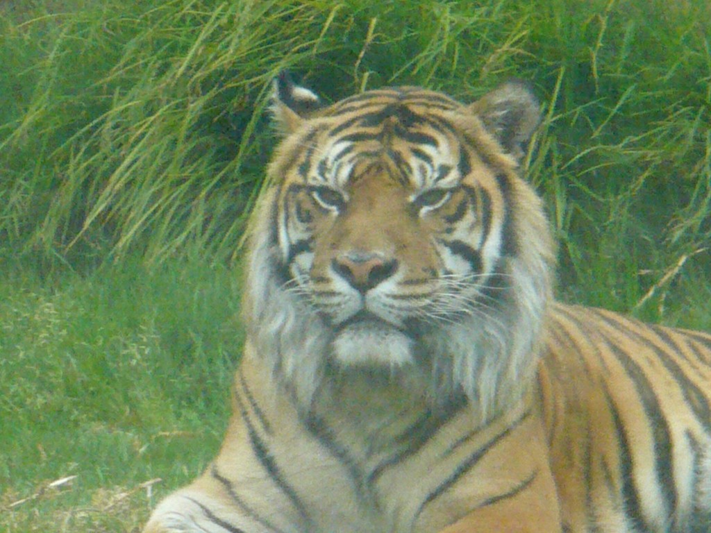 Tiger by pandorasecho