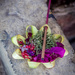 Offerings -- Bali Series by darylo