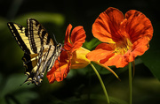 11th Jul 2015 - Cropped Butterfly with Nasturtium