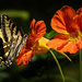 Cropped Butterfly with Nasturtium by jgpittenger
