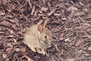 8th Jul 2015 - First Baby Bunny