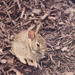 First Baby Bunny by lstasel