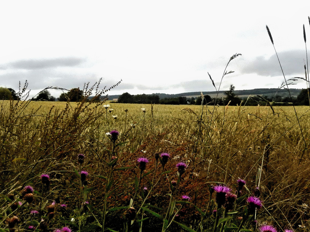 Wild flowers growing along the edge of a cornfield. by snowy