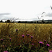 Wild flowers growing along the edge of a cornfield. by snowy