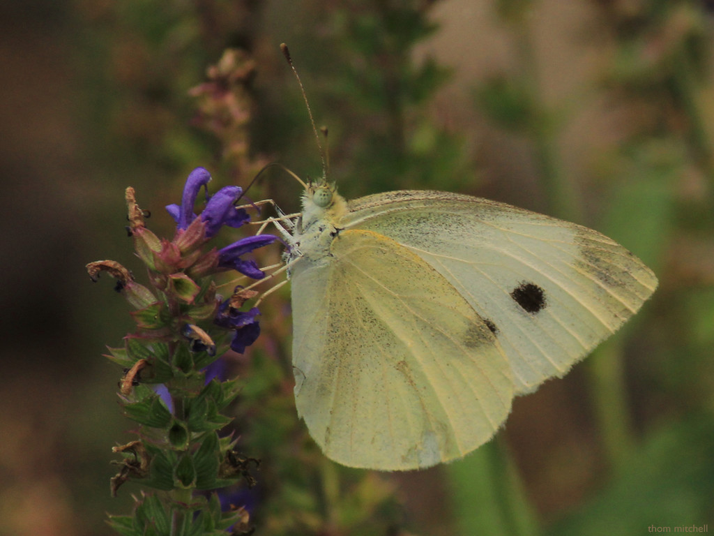 Cabbage white (female) by rhoing