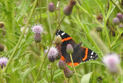 11th Jul 2015 - Admiral Butterfly Among the Thistles