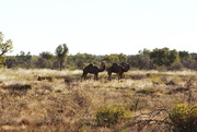 9th Jul 2015 - Day 16 - Feral Camels