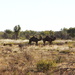 Day 16 - Feral Camels by terryliv