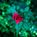 Rosebud by rosiekerr