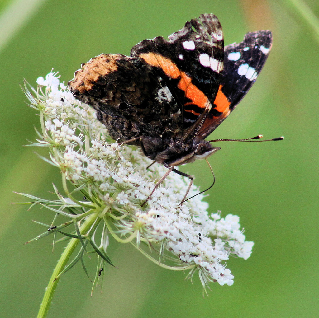 Red Admiral by cjwhite