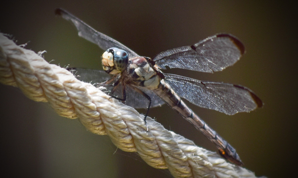 Dragonfly on a rope by rickster549