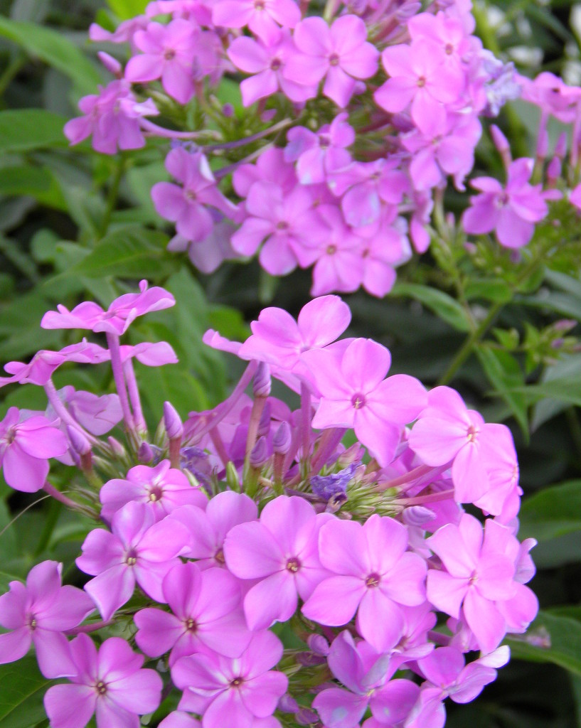 Double Phlox by daisymiller