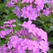 Double Phlox by daisymiller
