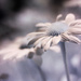 infrared flower by aecasey