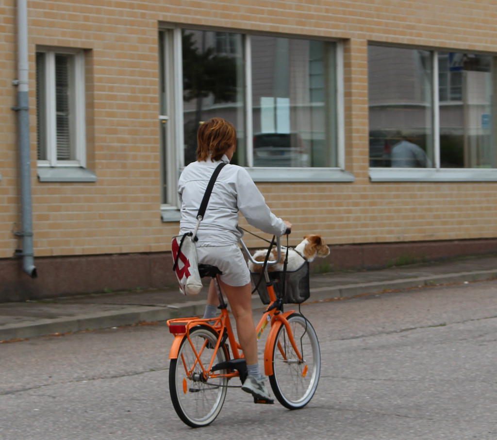 A travelling dog in Hanko by annelis