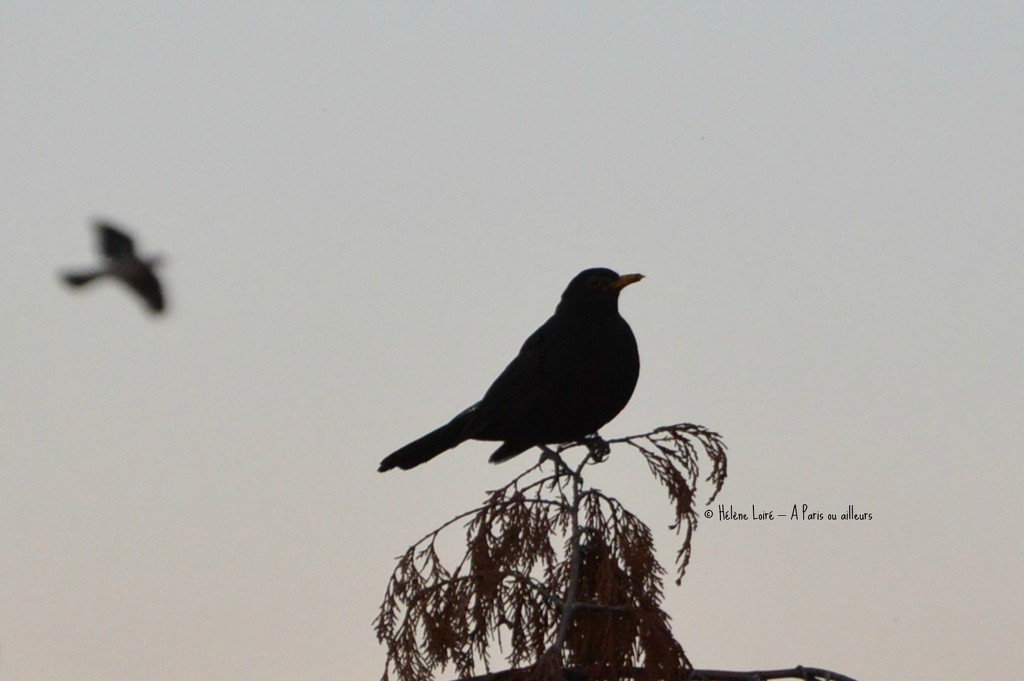 black bird by parisouailleurs