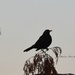 black bird by parisouailleurs