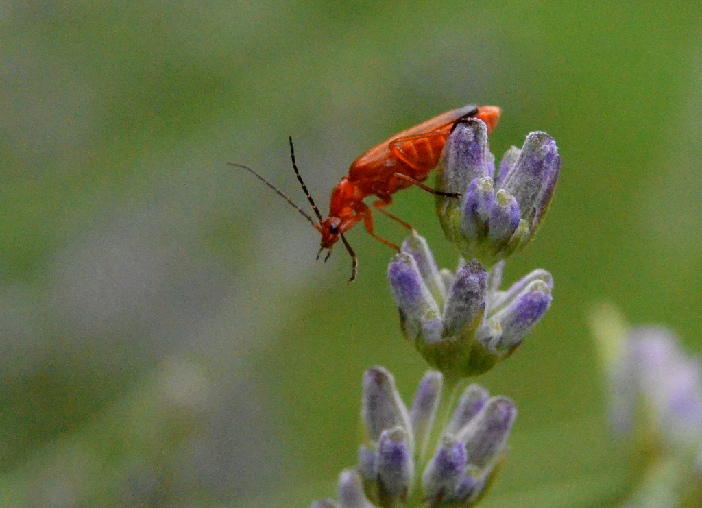 Red Soldier Beetle by arkensiel