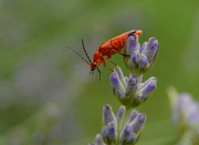12th Jul 2015 - Red Soldier Beetle