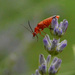 Red Soldier Beetle by arkensiel