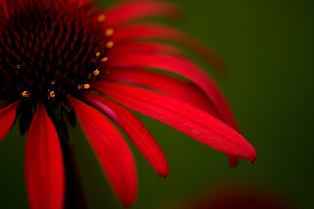 Red... by jayberg