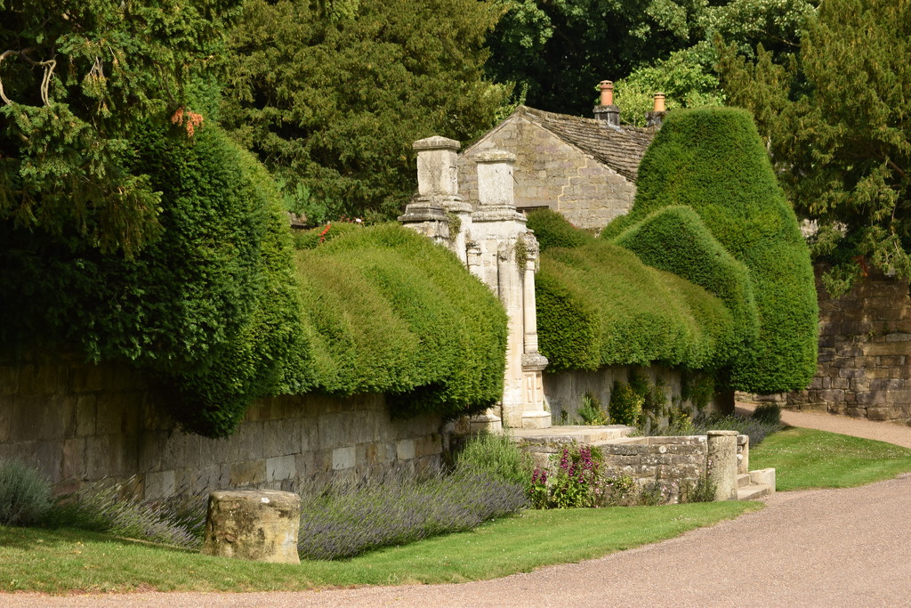 topiary by christophercox