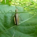 Grasshopper by shirleybankfarm