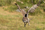 12th Jul 2015 - Spotted Eagle-owl