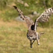 Spotted Eagle-owl by leonbuys83