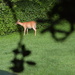 Deer through the plant by francoise