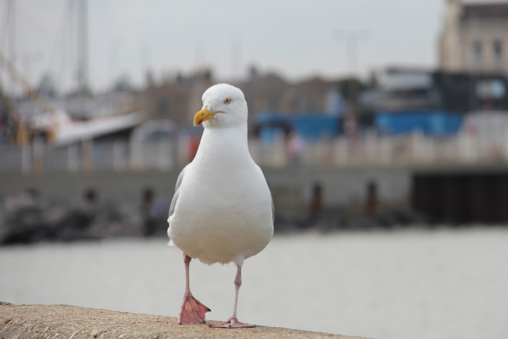 Seagull - with attitude! by daffodill