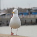 Seagull - with attitude! by daffodill