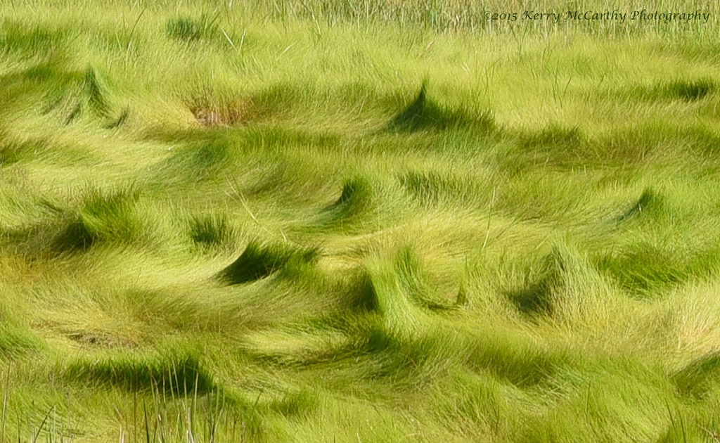Waves of tidal grass by mccarth1