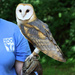 Barn Owl by cjwhite