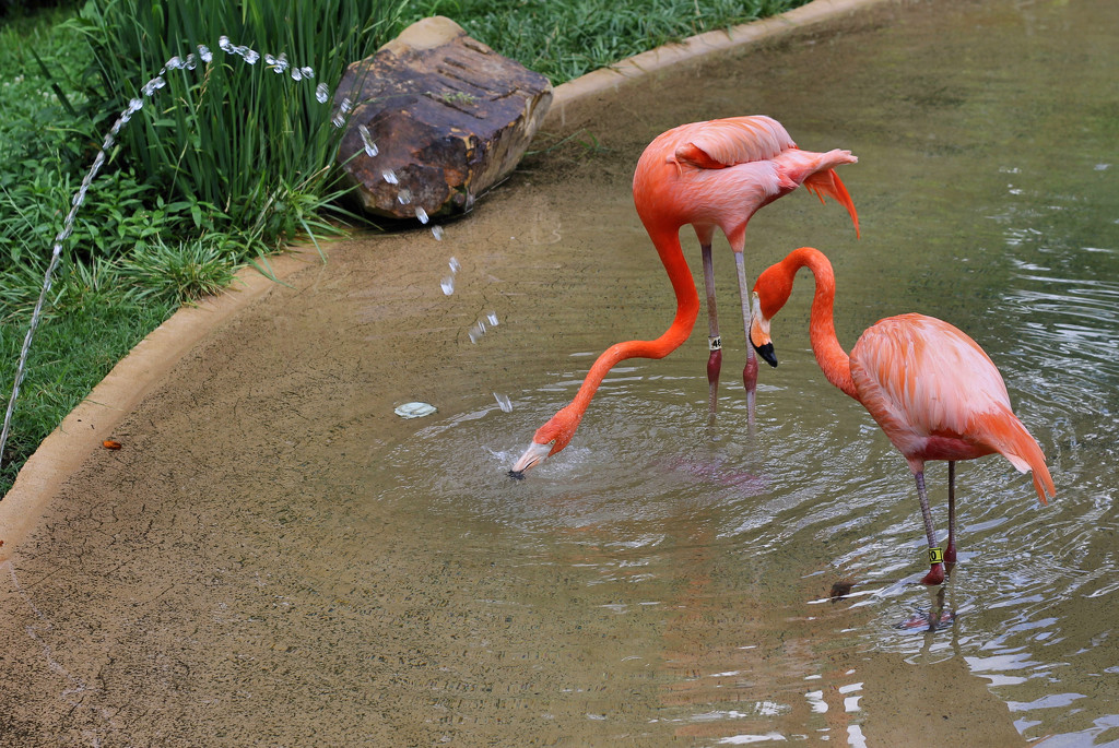 Flamingo drinking fountain by cjwhite
