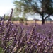 Lavender Festival by tina_mac