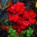 Bright " Big  Red" Geranium. by happysnaps