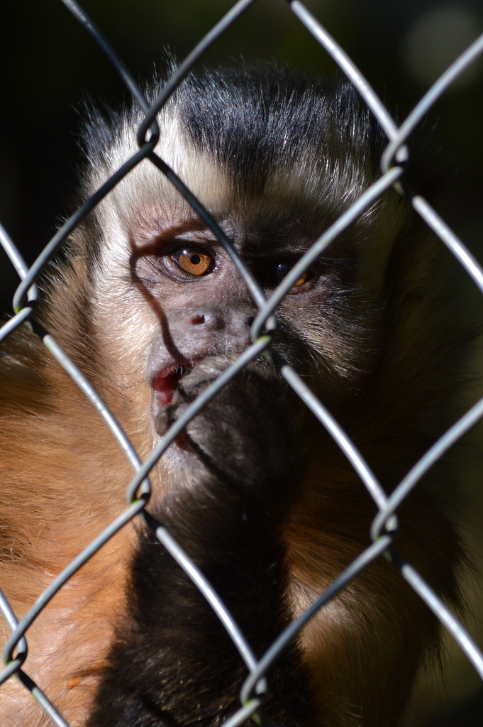 Brown Capuchin Monkey by nickspicsnz