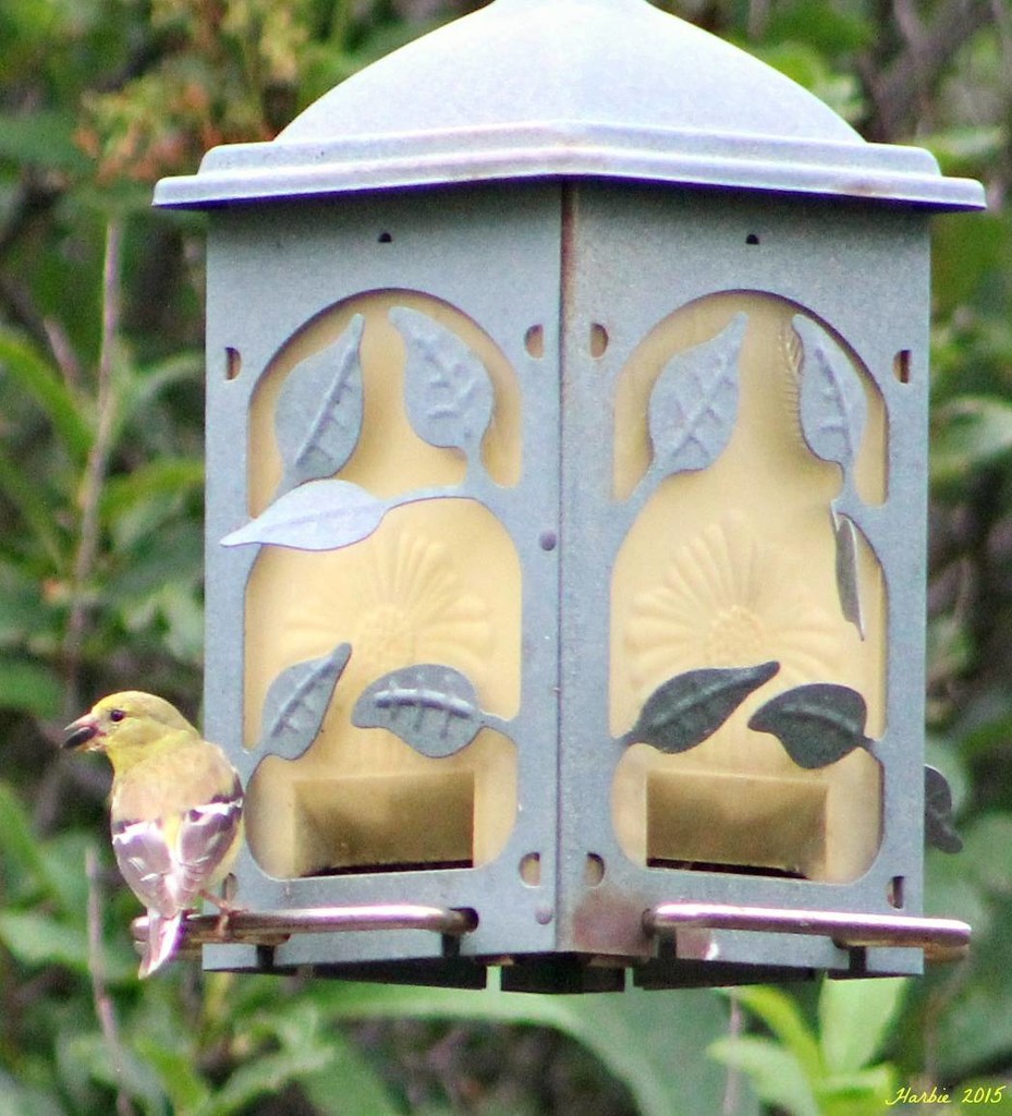 Female American Goldfinch by harbie
