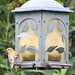 Female American Goldfinch by harbie