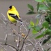 Male American Goldfinch by harbie
