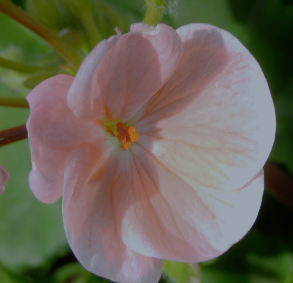 Pink geranium  by beryl