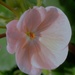 Pink geranium  by beryl