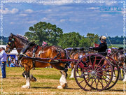 13th Jul 2015 - M'lady And Her Horse And Carriage
