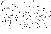 14th Nov 2010 - Startled Starlings