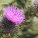 11 July 2015 Even spiky Spear Thistles can be beautiful by lavenderhouse