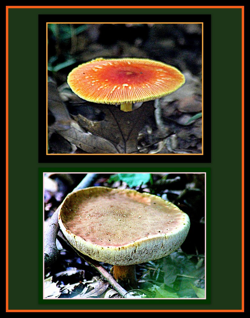 Fungi Collage by vernabeth