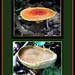 Fungi Collage by vernabeth