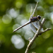 Dragonfly by hjbenson