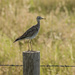 upland sandpiper by aecasey